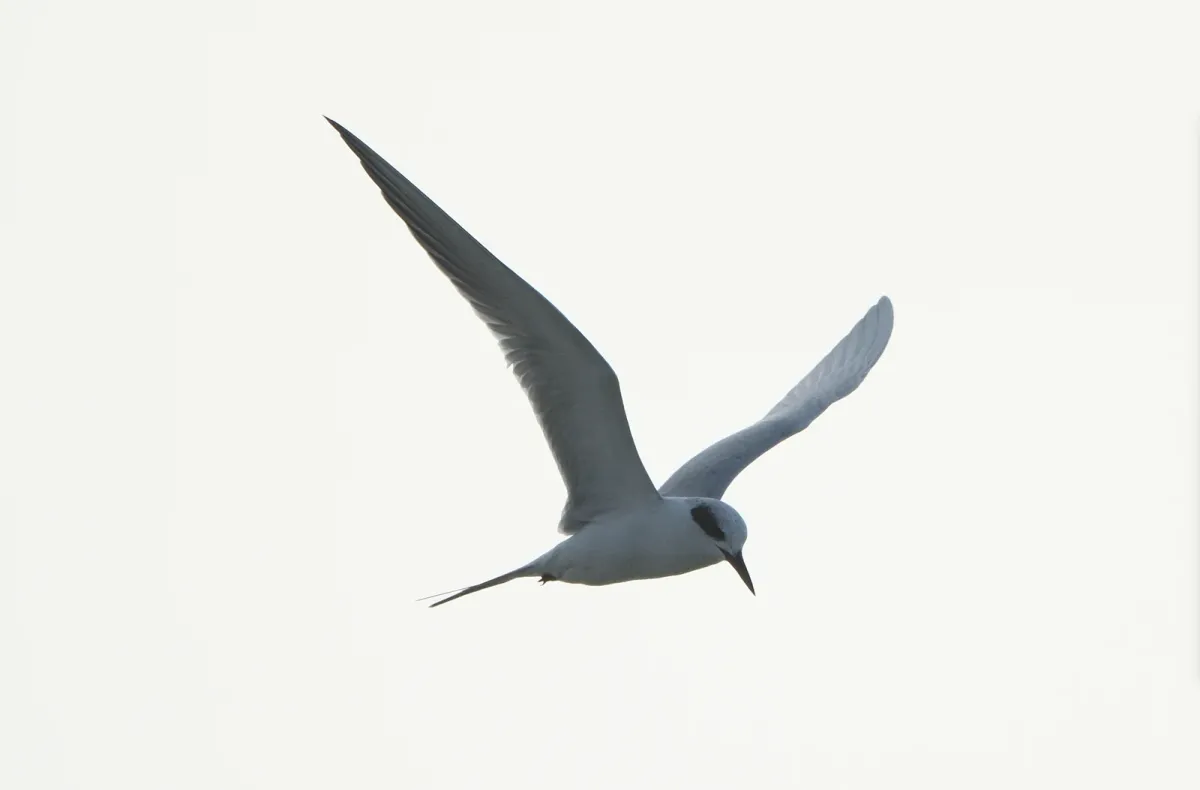 Forster's Tern, photographed