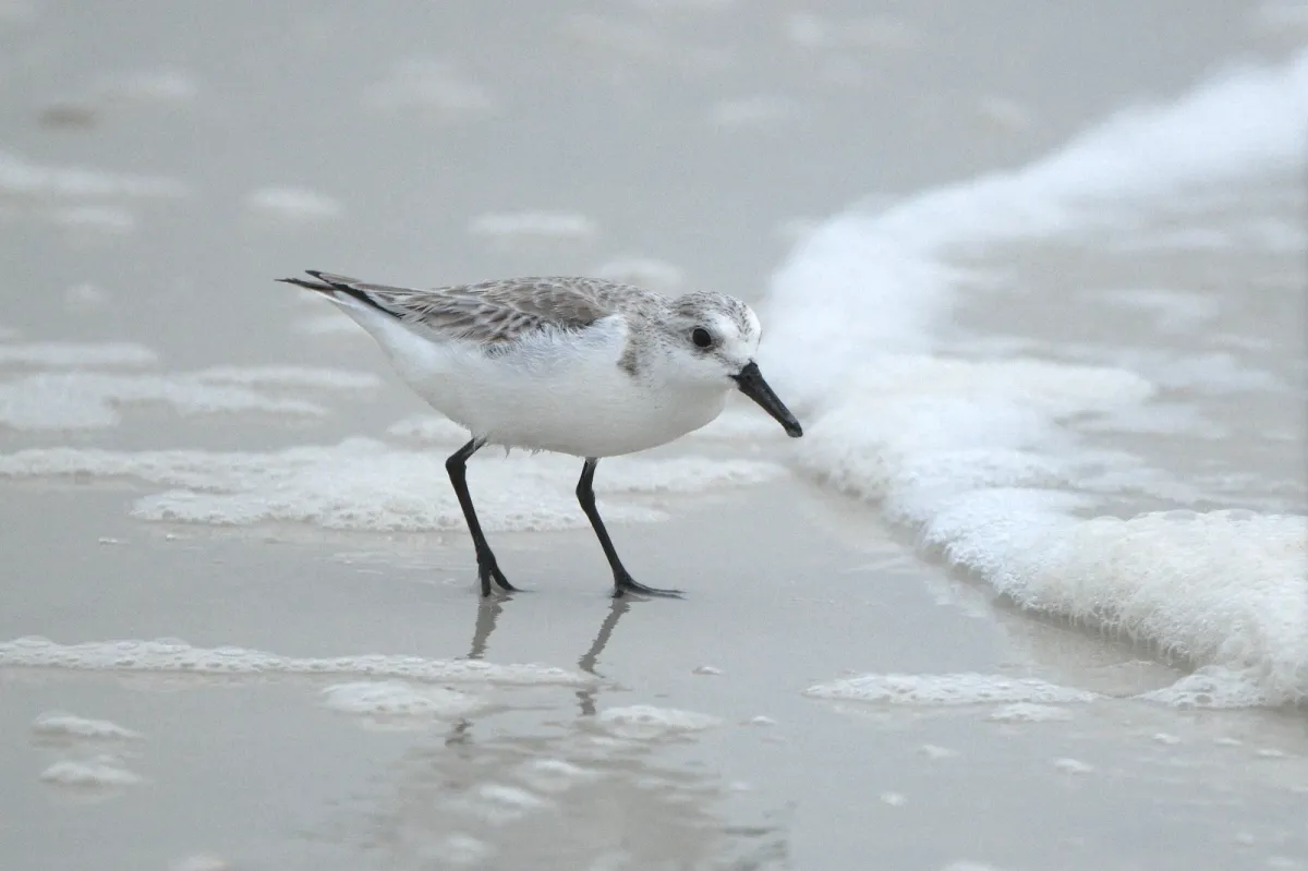 Sanderling, photographed