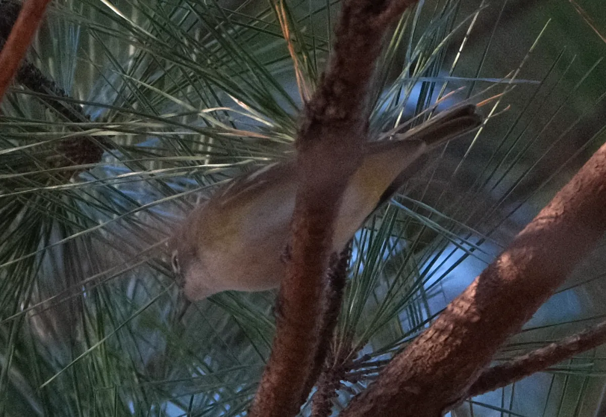 Blue-headed Vireo, photographed