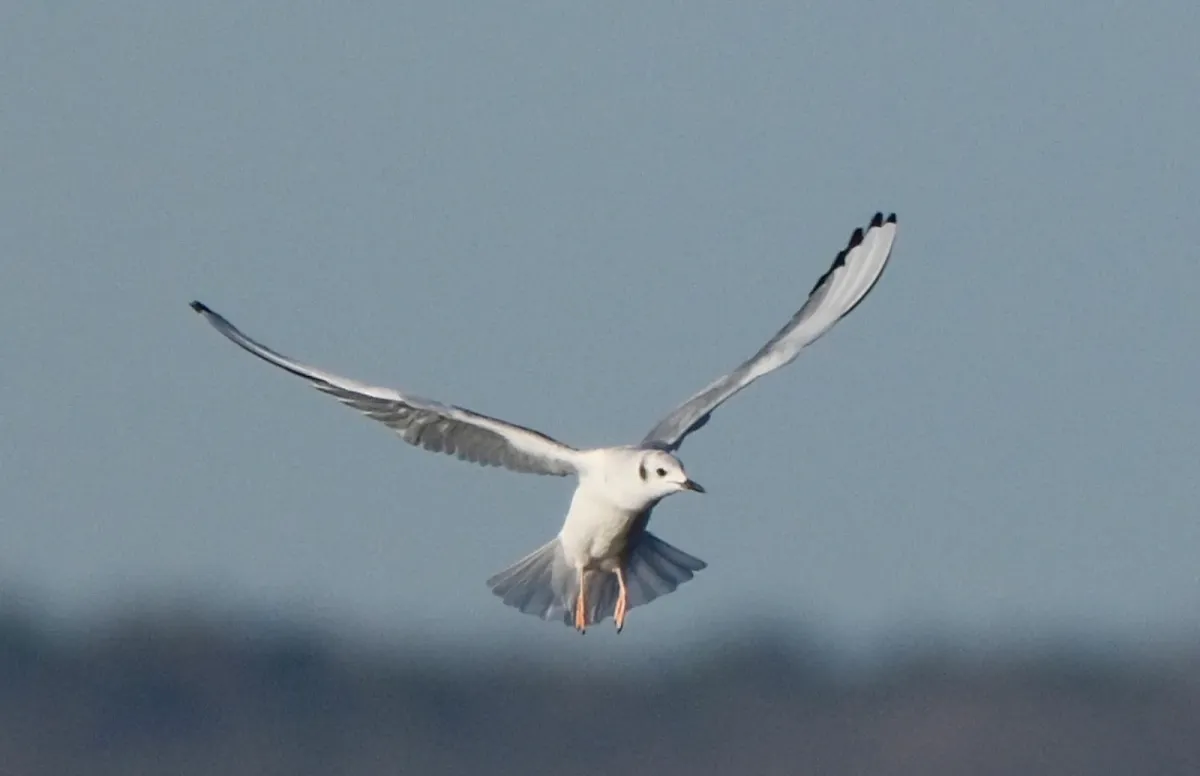 Bonaparte's Gull, photographed