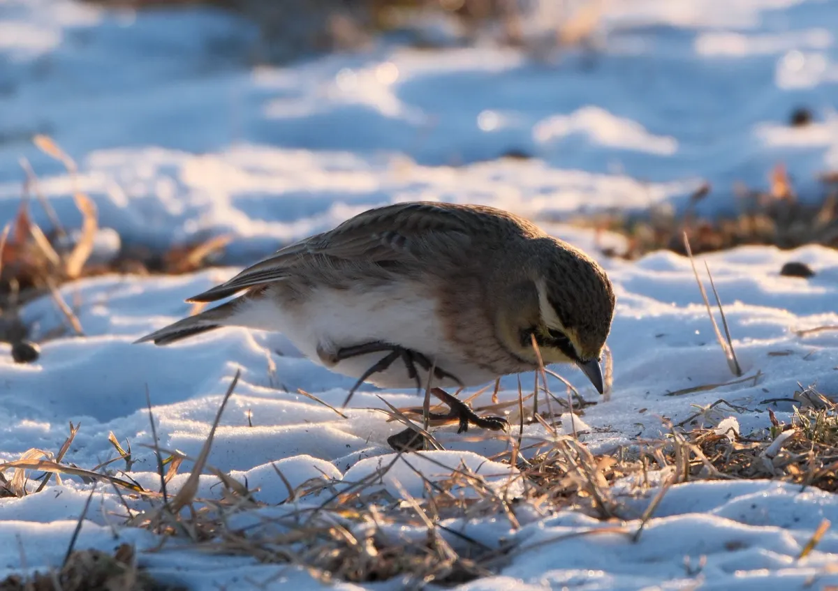 Horned Lark, photographed
