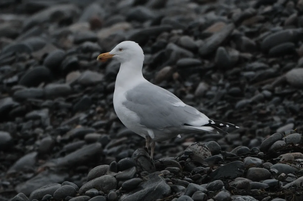 Herring Gull, photographed