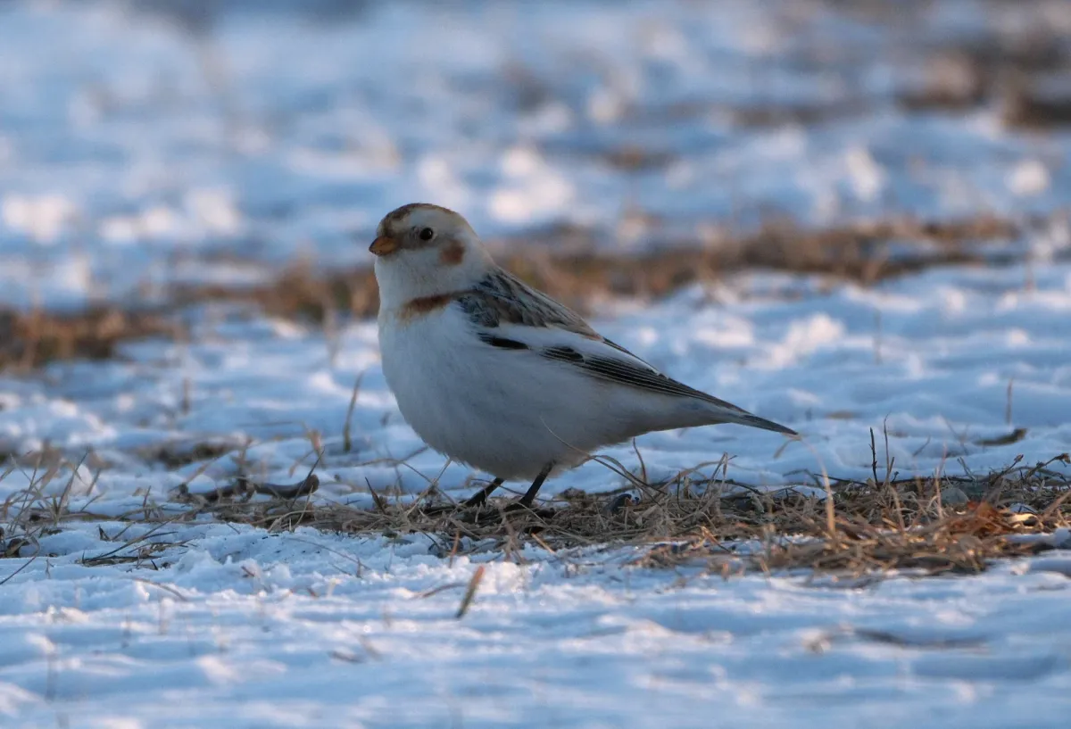 Snow Bunting, photographed