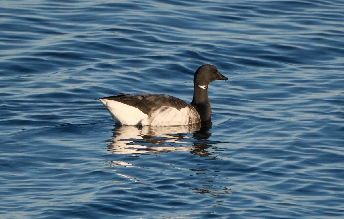 Brant, photographed
