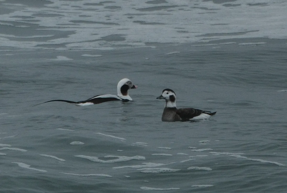Long-tailed Duck, photographed