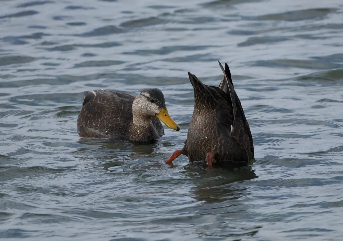 American Black Duck, photographed