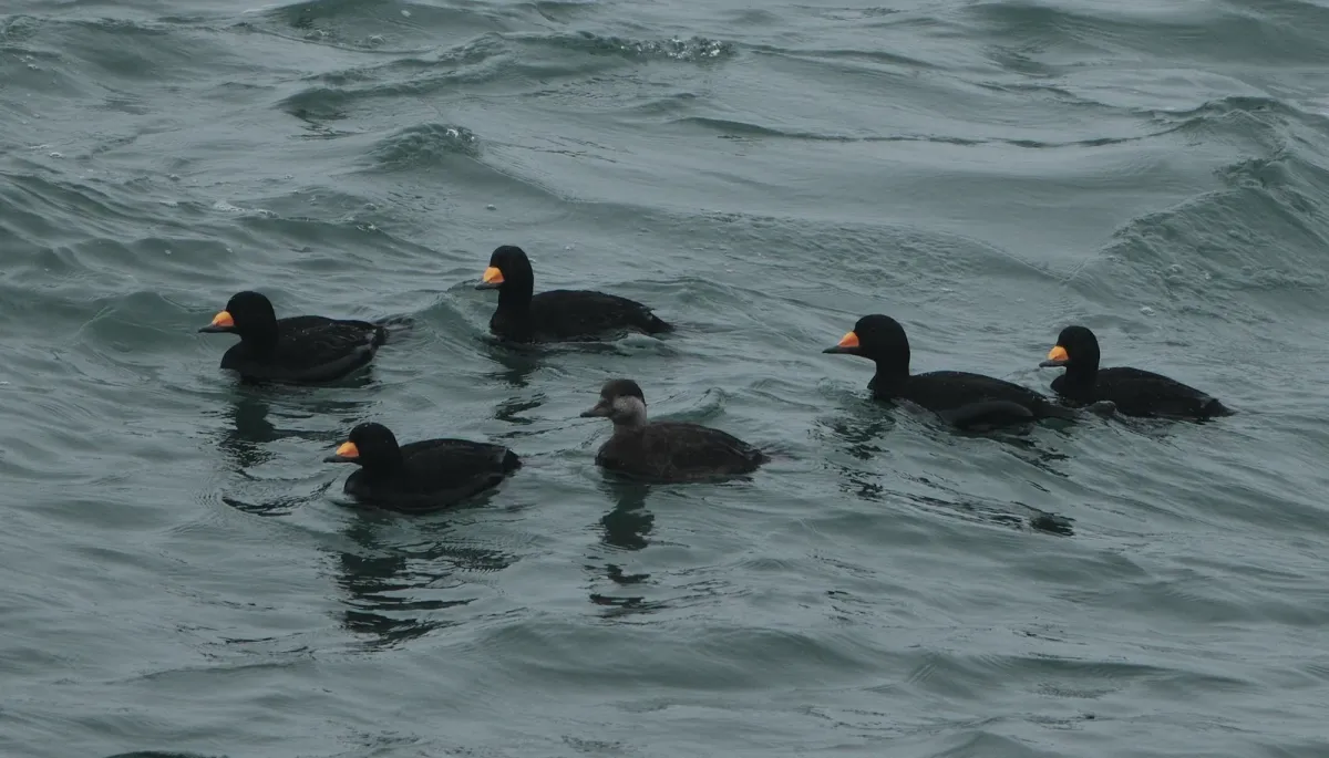 Black Scoter, photographed