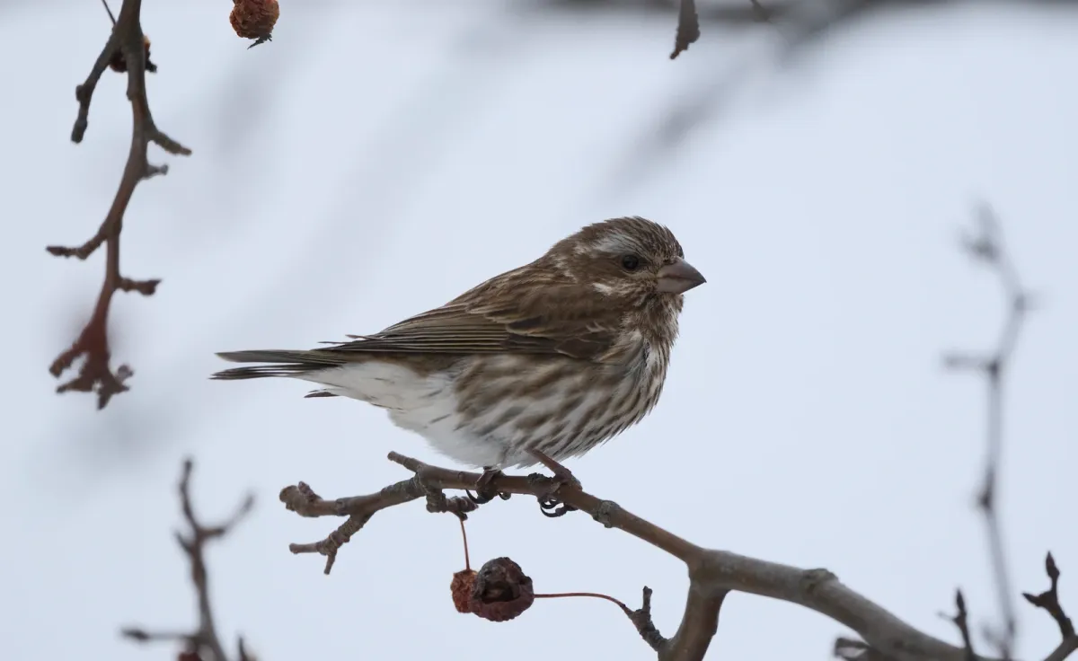 Purple Finch, photographed