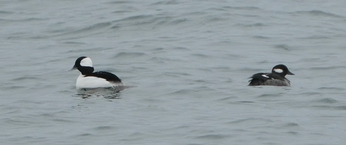 Bufflehead, photographed