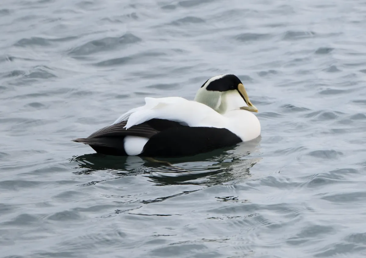 Common Eider, photographed