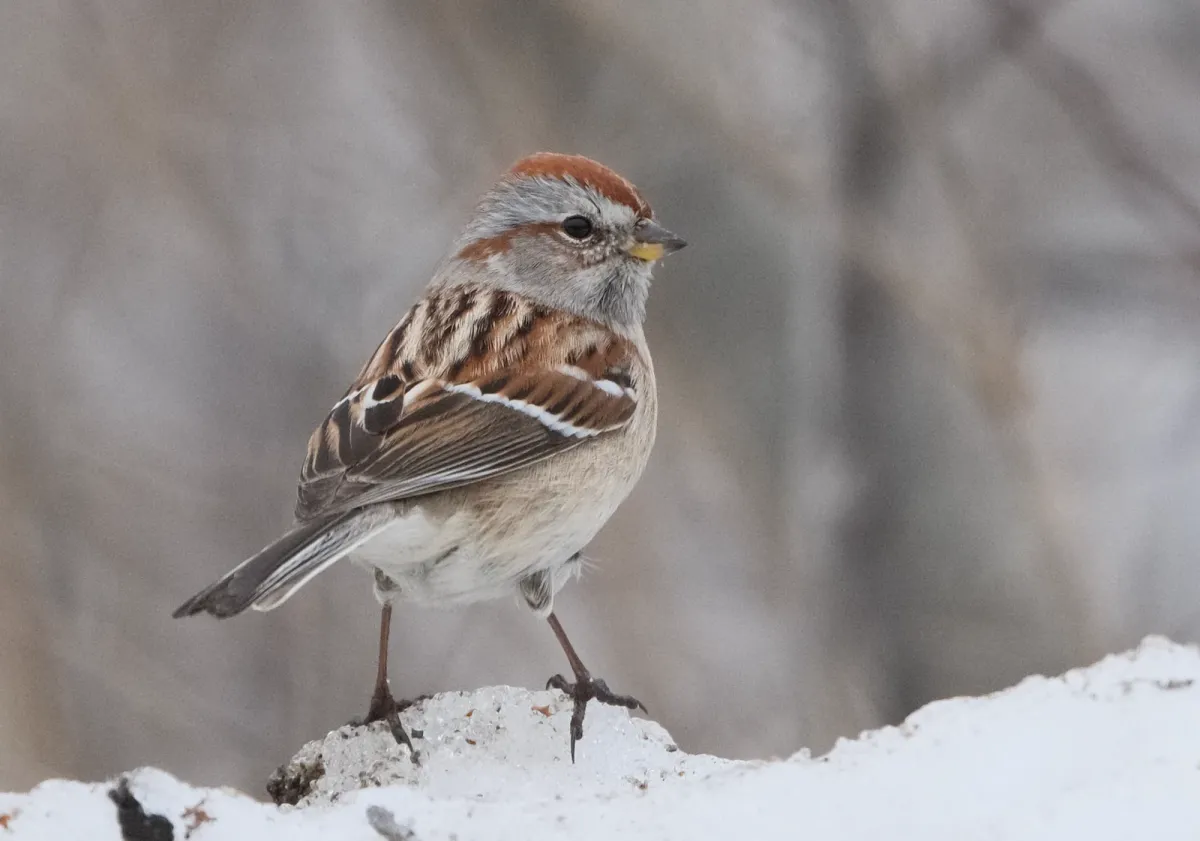 American Tree Sparrow, photographed