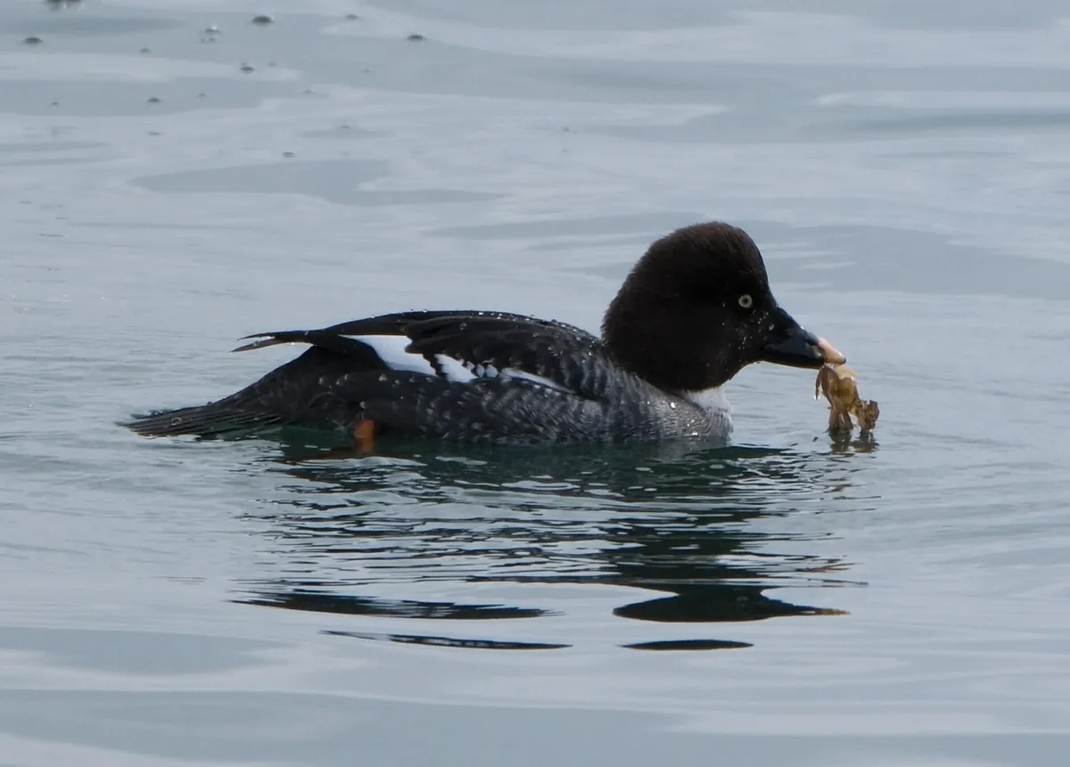Common Goldeneye, photographed