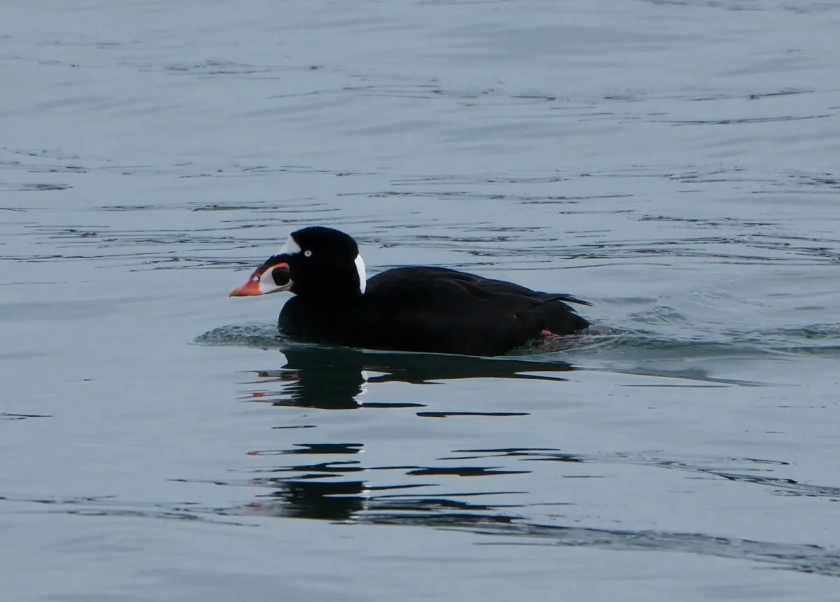 Surf Scoter, photographed