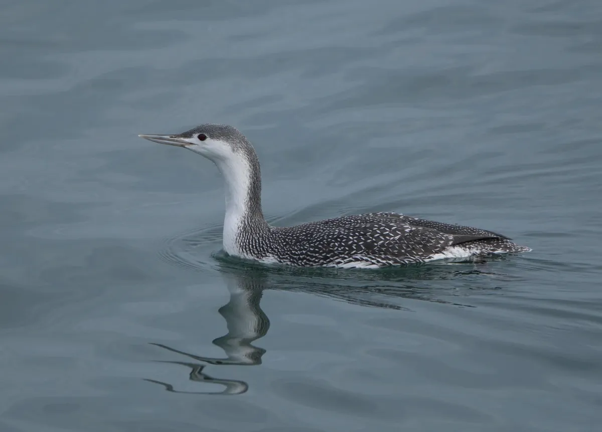 Red-throated Loon, photographed