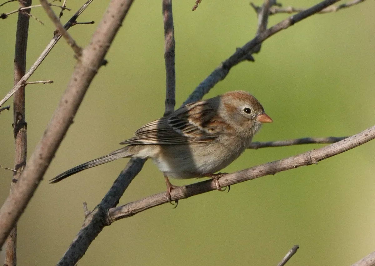 Field Sparrow, photographed