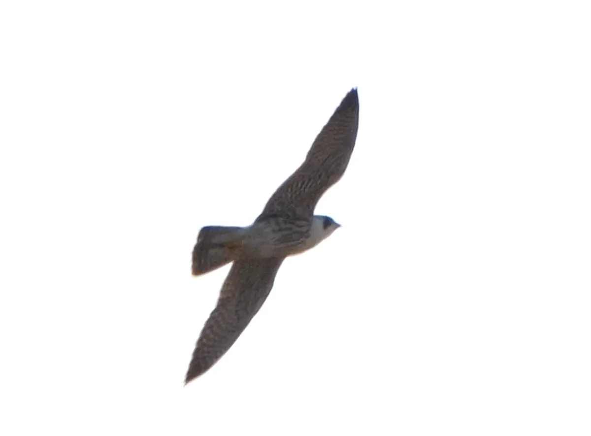 Peregrine Falcon, photographed