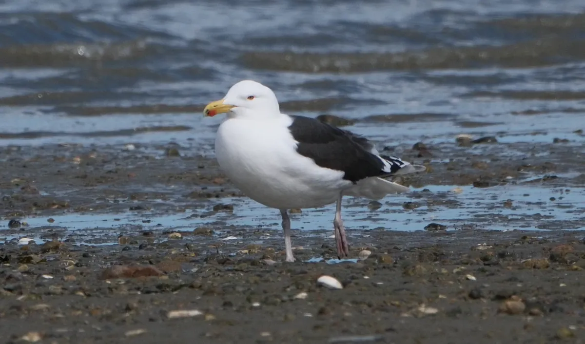 Great Black-backed Gull, photographed
