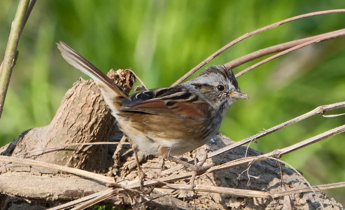 Swamp Sparrow, photographed
