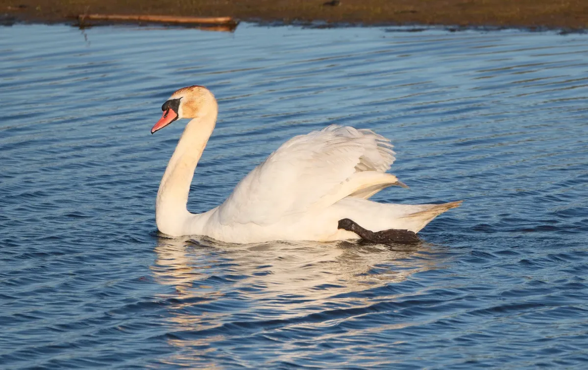 Mute Swan, photographed