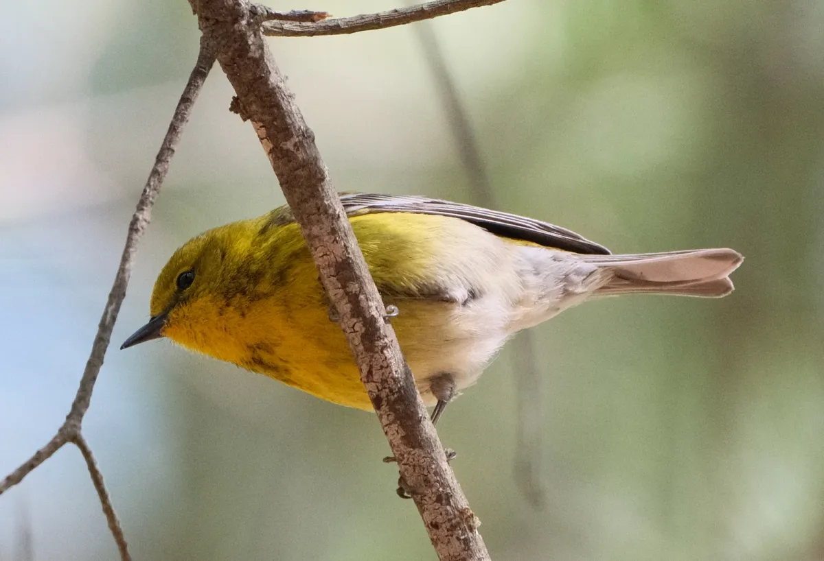 Pine Warbler, photographed