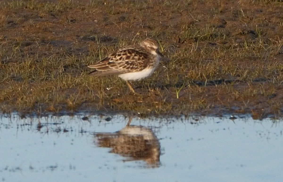 Least Sandpiper, photographed