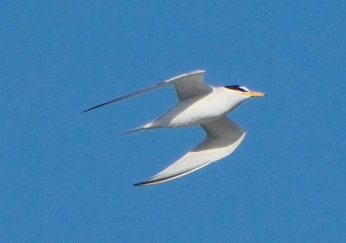 Least Tern, photographed