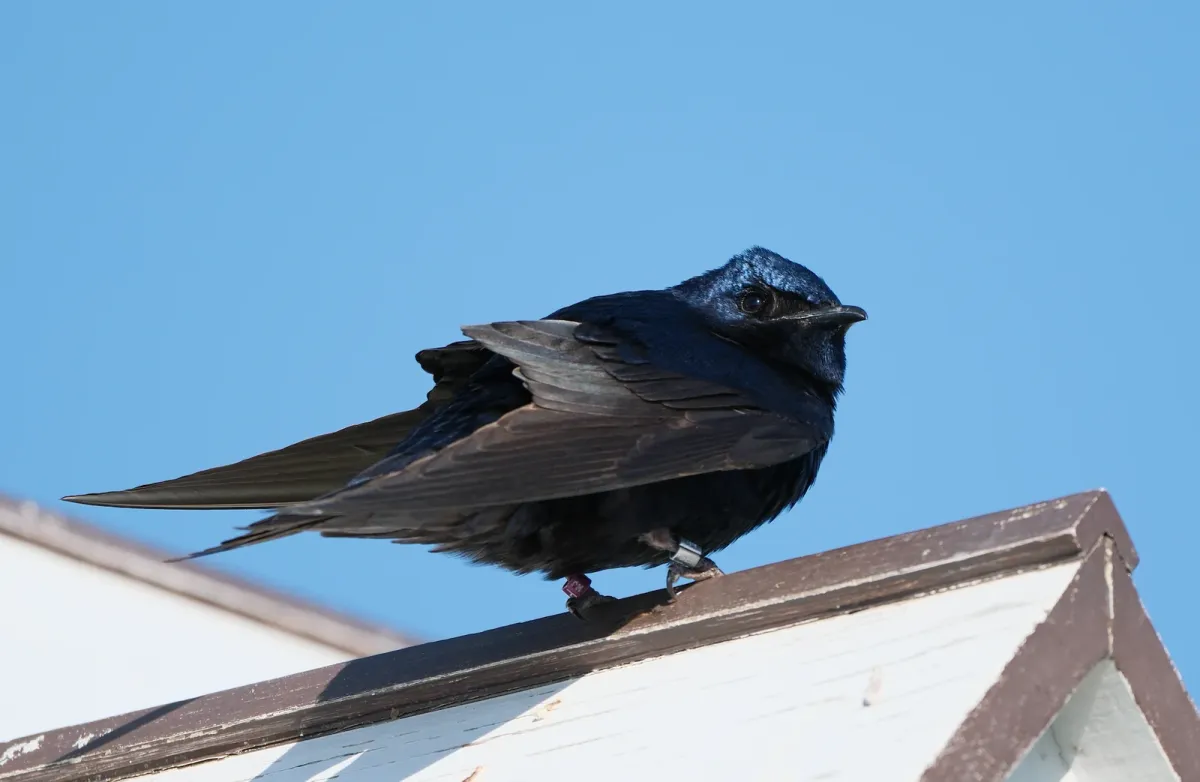 Purple Martin, photographed