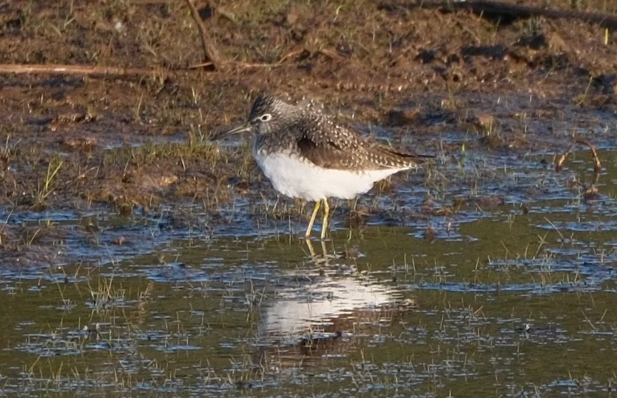 Solitary Sandpiper, photographed