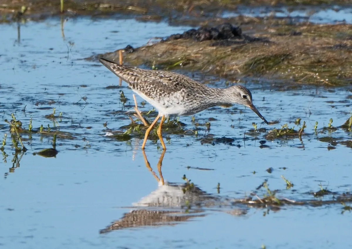 Lesser Yellowlegs, photographed
