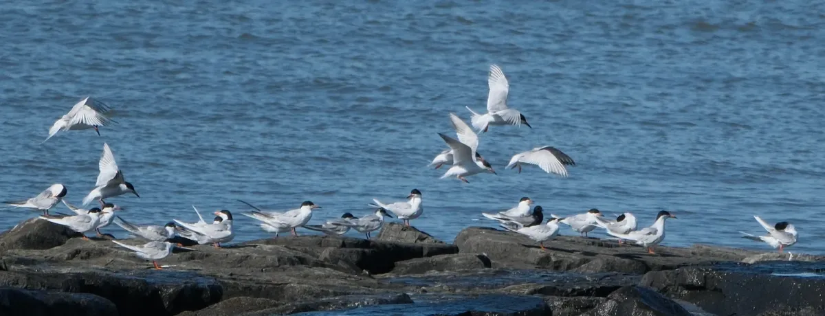 Common Tern, photographed
