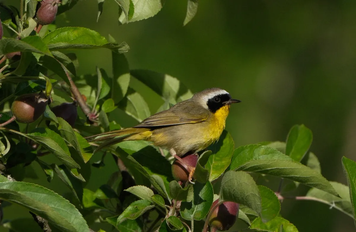 Common Yellowthroat, photographed