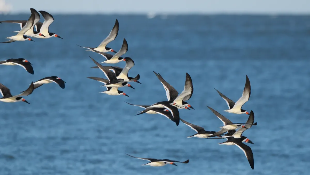 Black Skimmer, photographed