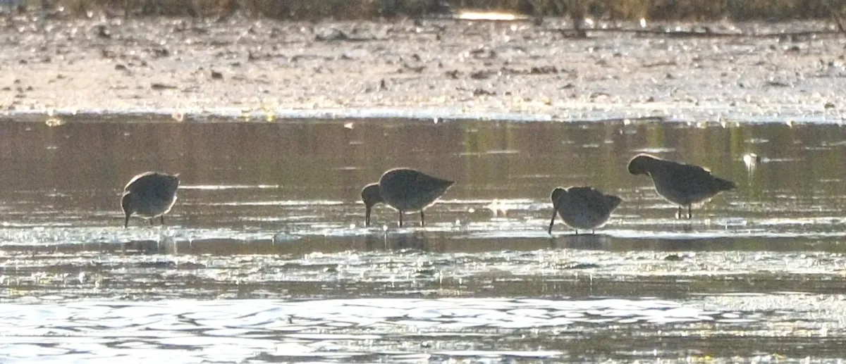 Short-billed Dowitcher, photographed
