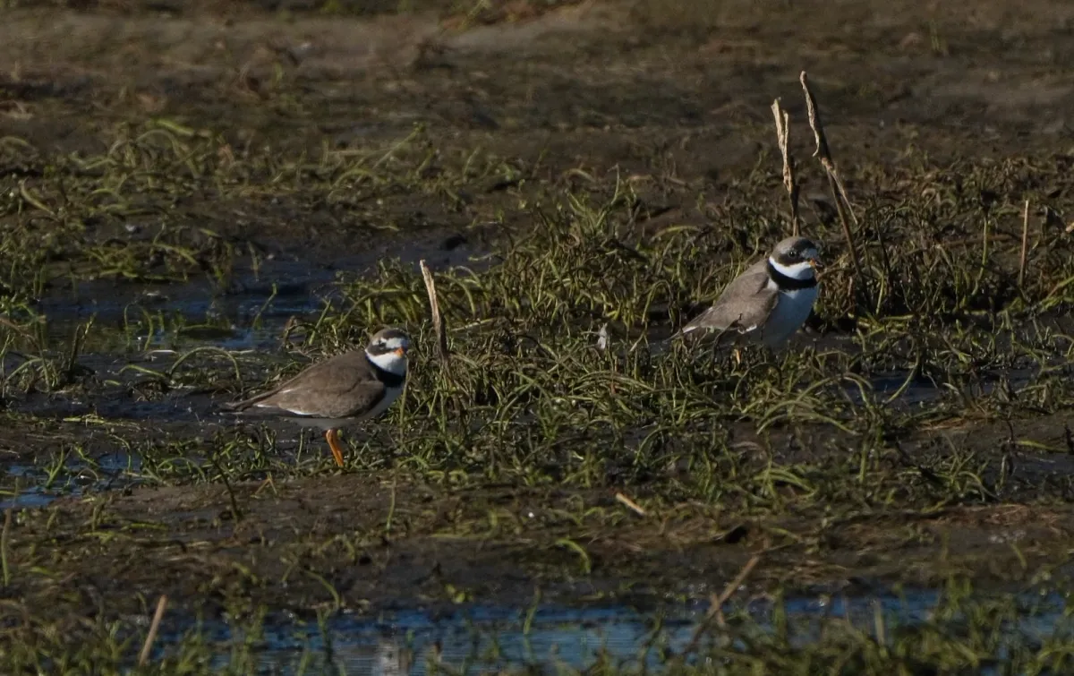 Semipalmated Plover, photographed