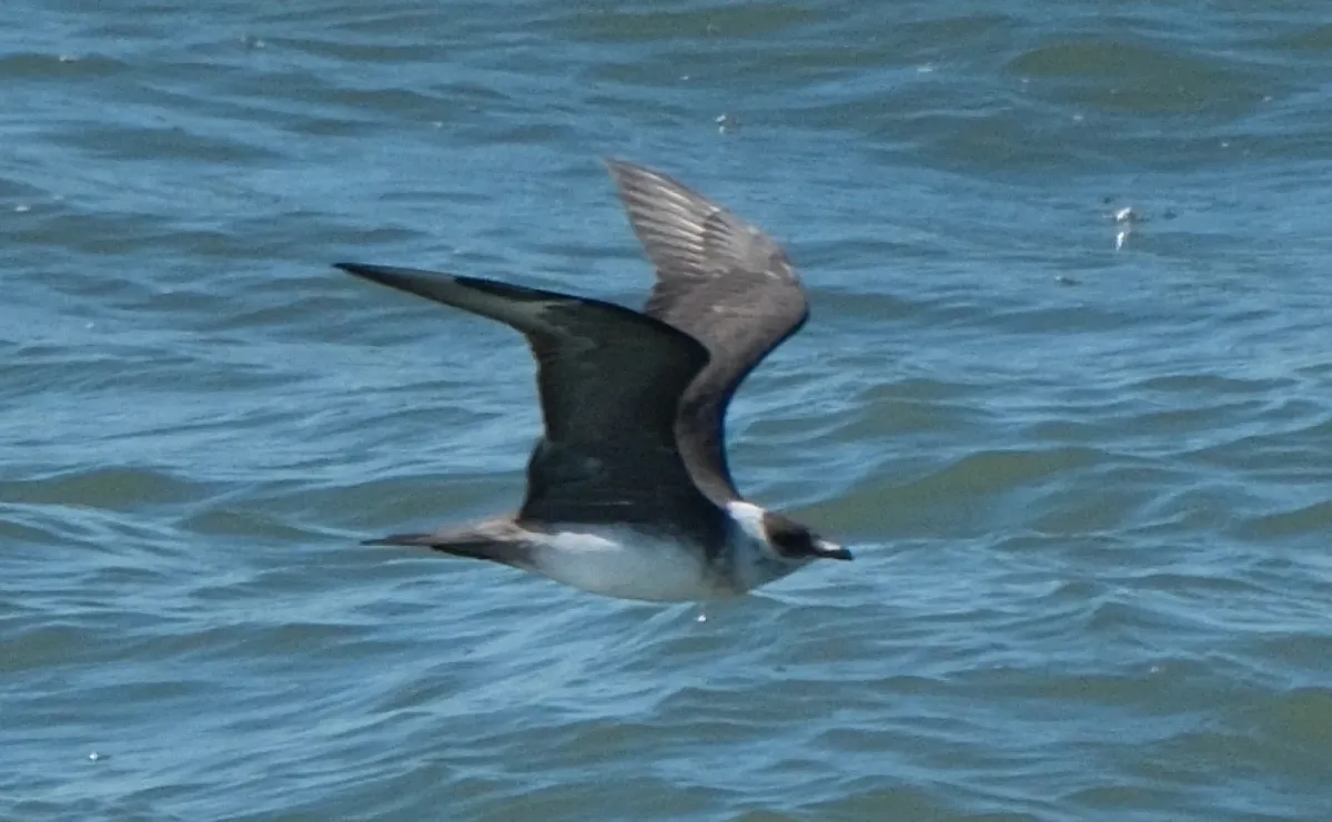 Parasitic Jaeger, photographed
