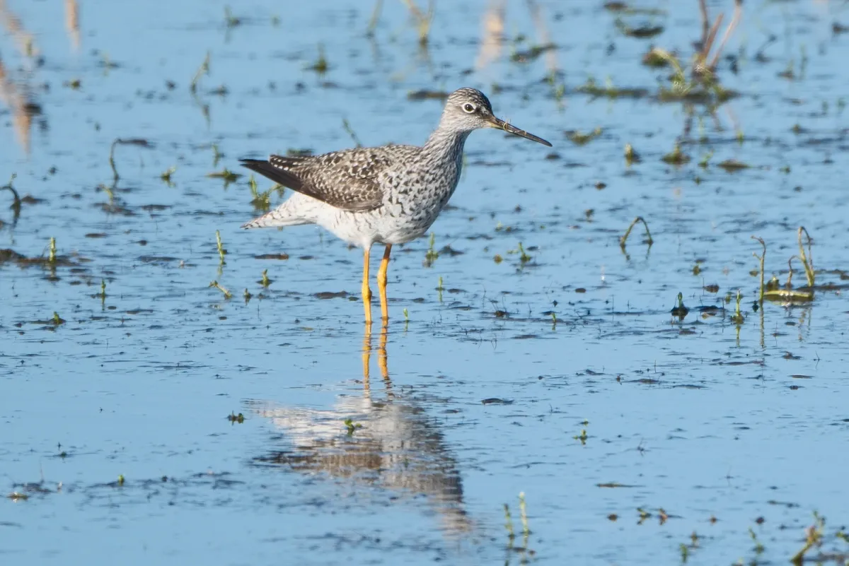 Greater Yellowlegs, photographed