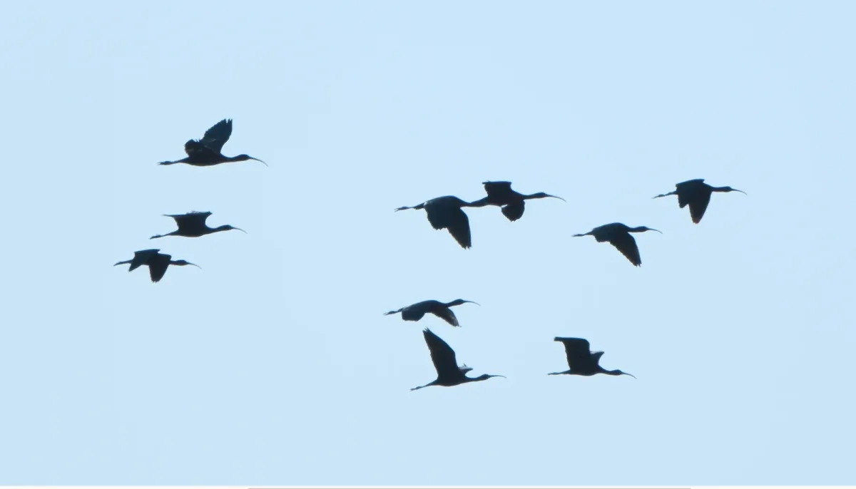 Glossy Ibis, photographed