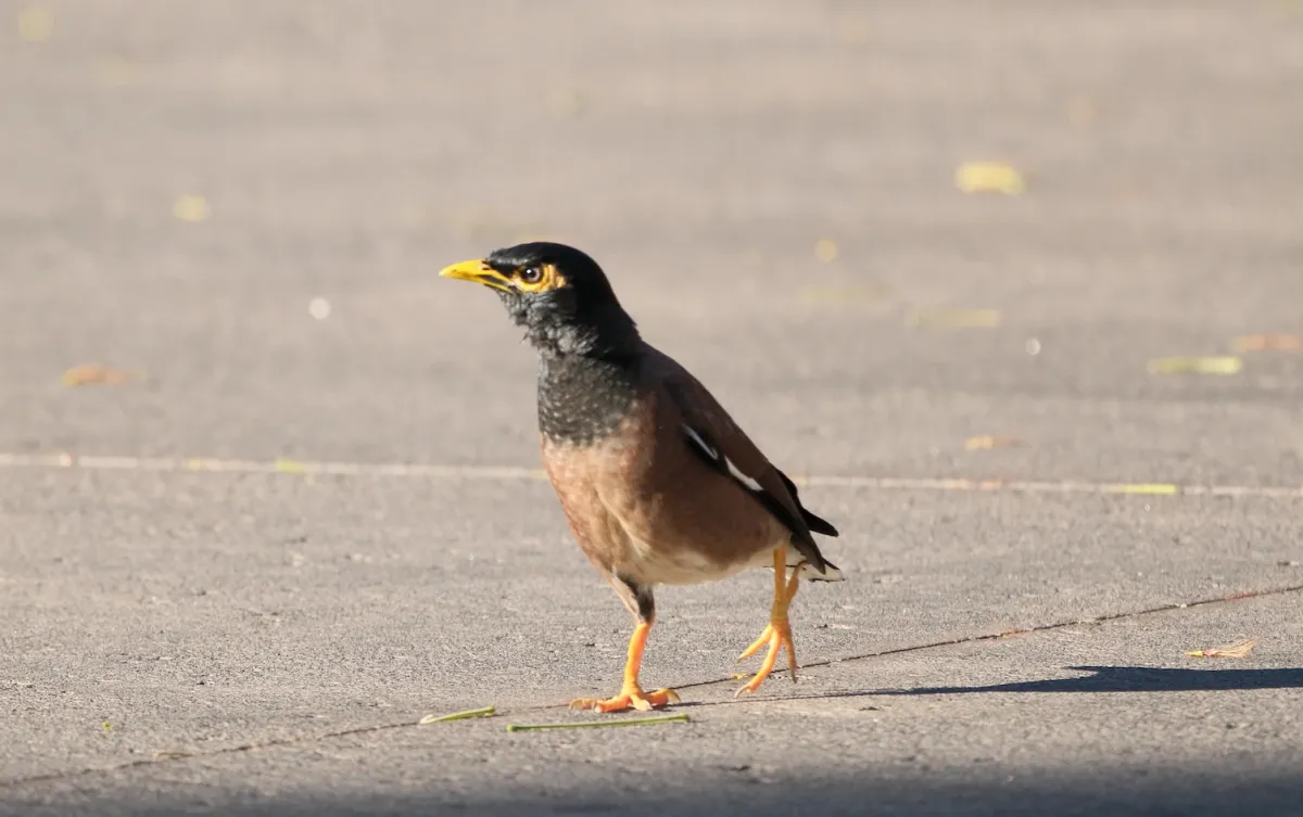 Common Myna, photographed