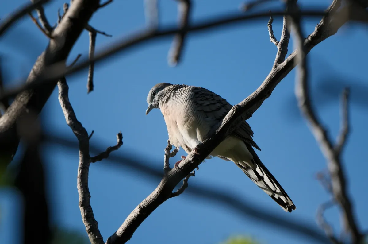Zebra Dove, photographed
