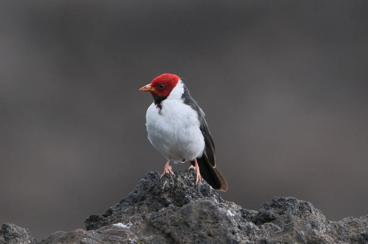 Yellow-billed Cardinal, photographed