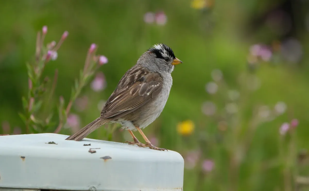 White-crowned Sparrow, photographed