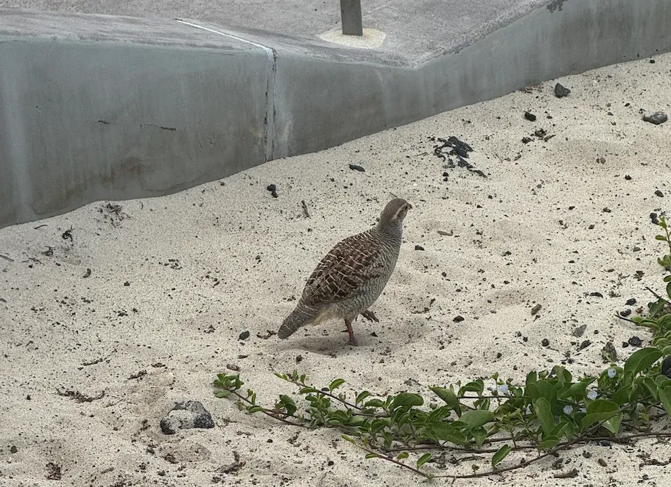 Gray Francolin, photographed