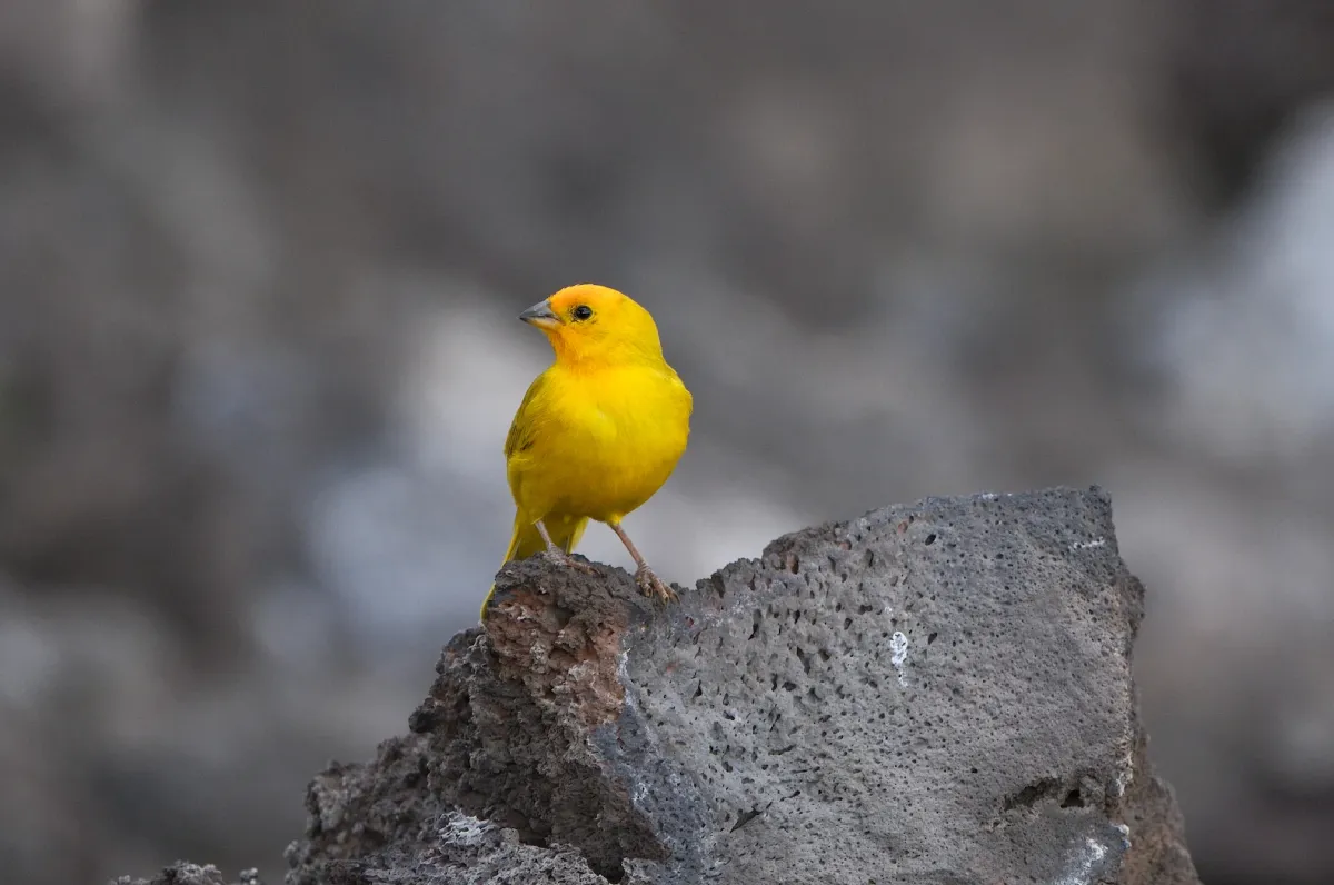 Saffron Finch, photographed