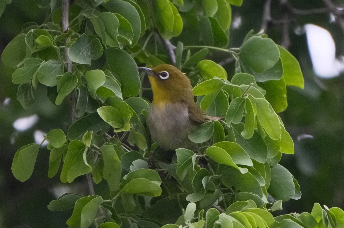 Warbling White-eye, photographed