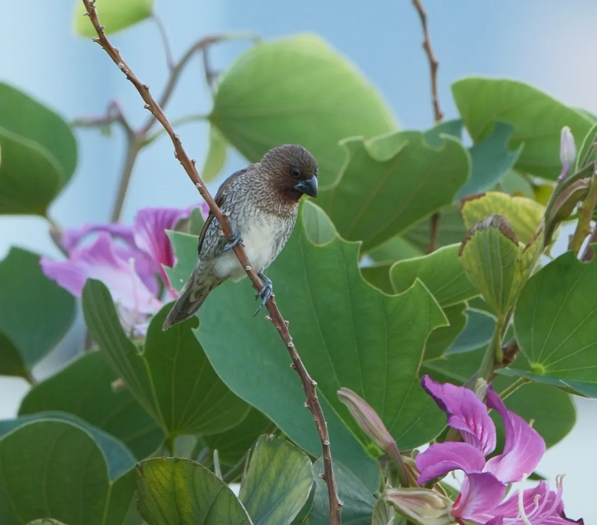 Scaly-breasted Munia, photographed
