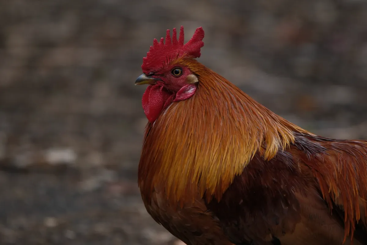 Red Junglefowl, photographed