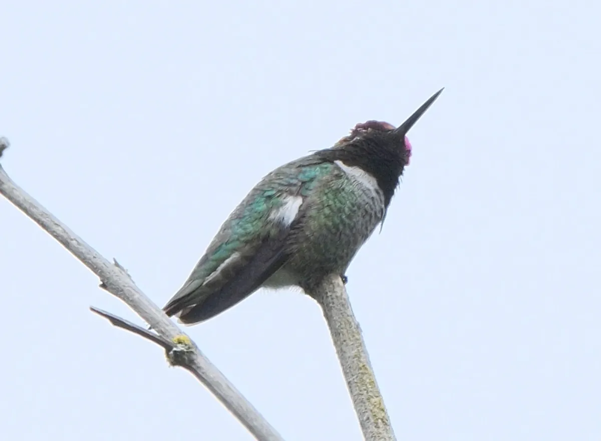 Anna's Hummingbird, photographed