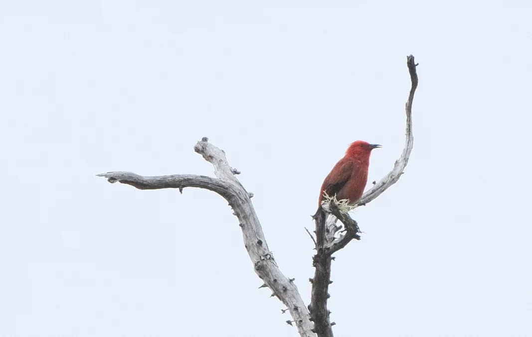 Apapane, photographed
