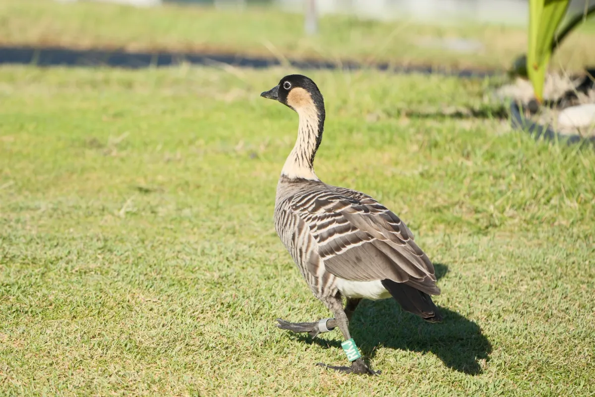 Hawaiian Goose, photographed