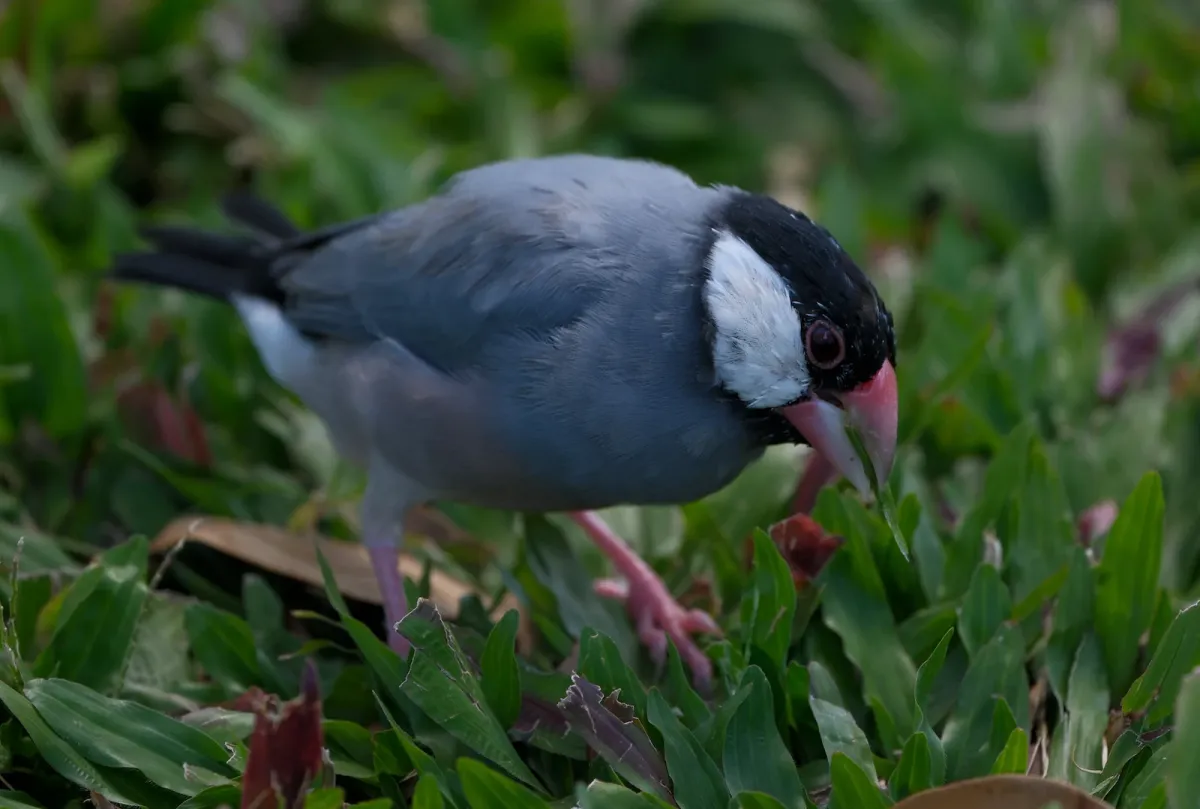 Java Sparrow, photographed